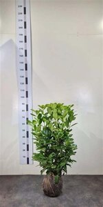 Prunus l. 'Rotundifolia' 60-80 cm met kluit - afbeelding 6