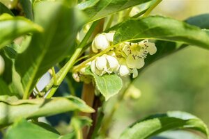 Actinidia a. 'Issai' ♀♂ 70 cm vierkant 2L