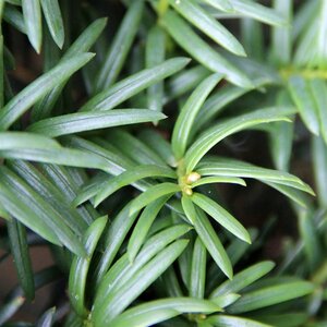Taxus baccata 110 cm met kluit bol