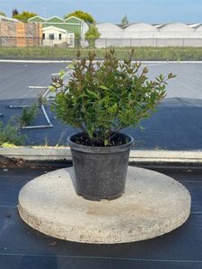 Abelia grandiflora 30-35 cm cont. 4,0L