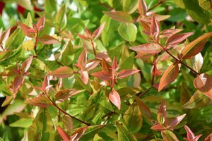 Abelia grandiflora 25-30 cm cont. 3,0L