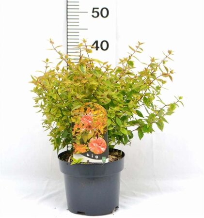 Abelia grandifl. 'Kaleidoscope' 30-40 cm cont. 3,0L - afbeelding 3