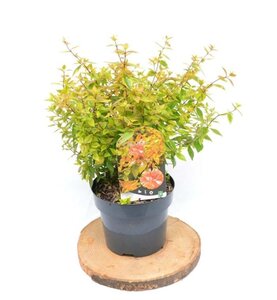 Abelia grandifl. 'Kaleidoscope' 30-40 cm cont. 3,0L - afbeelding 2