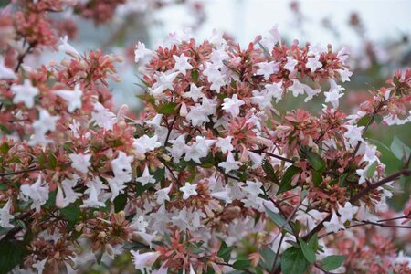 Abelia grandiflora 100-125 cm cont. 18L - image 2