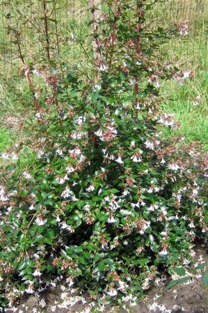 Abelia grandiflora 100-125 cm cont. 18L - image 1