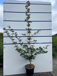 Acer campestre 150-175 cm cont. 7,5L