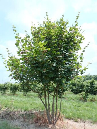 Acer campestre 175-200 cm draadkluit meerstammig - afbeelding 3