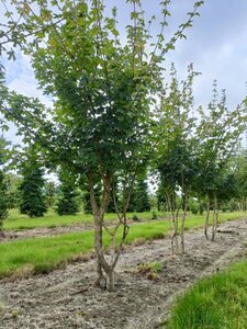 Acer campestre 175-200 cm draadkluit meerstammig - afbeelding 2