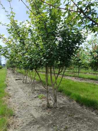 Acer campestre 175-200 cm draadkluit meerstammig - afbeelding 1