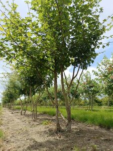 Acer campestre 250-300 cm draadkluit meerstammig - afbeelding 3