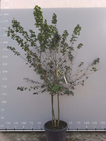 Acer campestre 300-350 cm draadkluit meerstammig - afbeelding 2