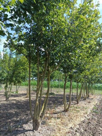 Acer campestre 350-400 cm draadkluit meerstammig - afbeelding 3