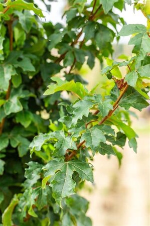 Acer campestre 'William Caldwell' 175-200 cm cont. 12L - afbeelding 4