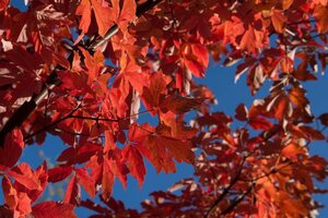 Acer griseum 100-125 cm container - image 6