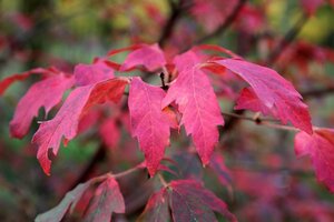 Acer griseum 100-125 cm container - image 4