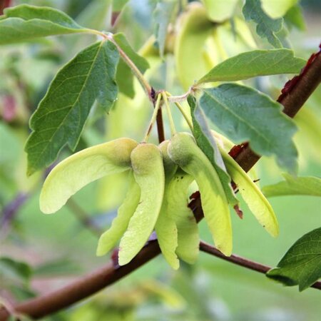 Acer griseum 100-125 cm container - image 7