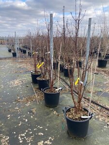 Acer griseum 150-175 cm cont. 35L