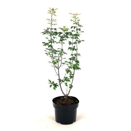 Acer griseum 50-60 cm cont. 5,0L