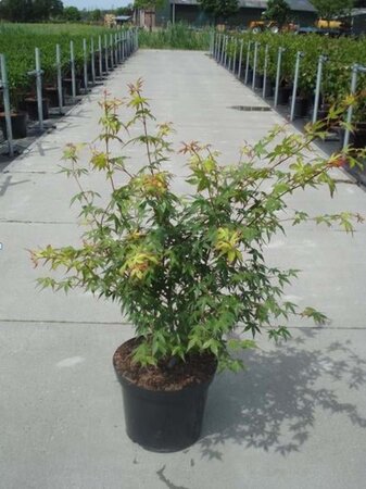 Acer palmatum 100-125 cm cont. 12L - afbeelding 2