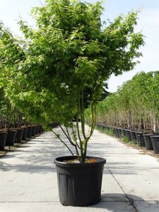 Acer palmatum 175-200 cm cont. 90L meerstammig - afbeelding 1