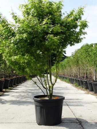 Acer palmatum 175-200 cm cont. 90L multi-stem - image 2