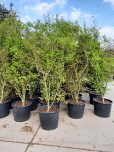 Acer palmatum 250-300 cm container meerstammig - afbeelding 2