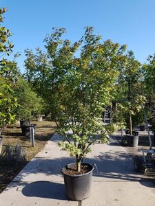 Acer palmatum 250-300 cm container meerstammig - afbeelding 3