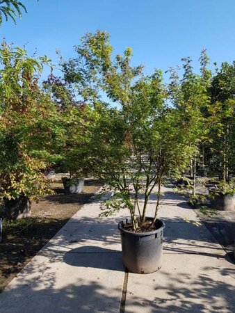 Acer palmatum 250-300 cm container meerstammig - afbeelding 4