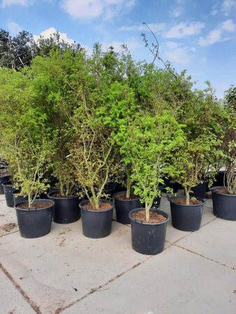 Acer palmatum 250-300 cm container meerstammig - afbeelding 5