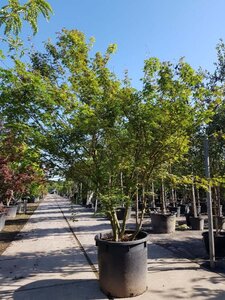 Acer palmatum 250-300 cm container meerstammig - afbeelding 7