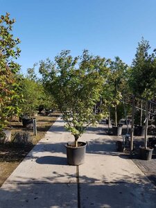 Acer palmatum 250-300 cm container multi-stem - image 6