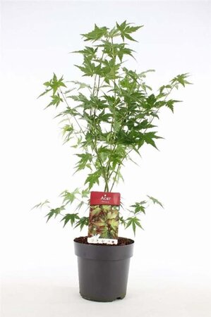 Acer palmatum 80-100 cm cont. 5,0L