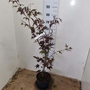 Acer pal. 'Atropurpureum' 60-80 cm cont. 5,0L - afbeelding 6