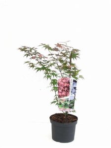 Acer pal. 'Atropurpureum' 60-80 cm cont. 5,0L - afbeelding 2