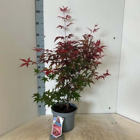 Acer pal. 'Atropurpureum' 60-80 cm cont. 5,0L - afbeelding 4