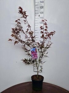 Acer pal. 'Atropurpureum' 60-80 cm cont. 5,0L - afbeelding 5