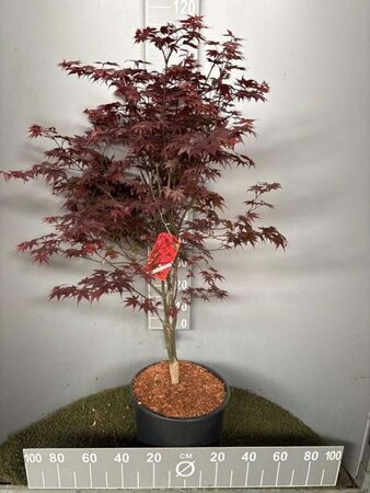 Acer pal. 'Bloodgood' 100-125 cm cont. 20L - image 1