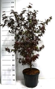 Acer pal. 'Bloodgood' 100-125 cm cont. 20L - image 3