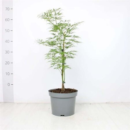 Acer pal. 'Dissectum' 40-50 cm cont. 5,0L - afbeelding 2