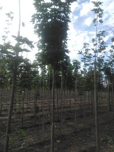Acer plat. 'Globosum' 12-14 Hoogstam wortelgoed 2 X verplant - afbeelding 1