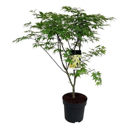 Acer pal. 'Osakazuki' 100-125 cm cont. 15L - afbeelding 1