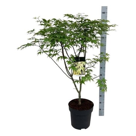 Acer pal. 'Osakazuki' 100-125 cm cont. 15L - afbeelding 3