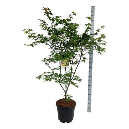 Acer pal. 'Osakazuki' 125-150 cm cont. 30L - afbeelding 1