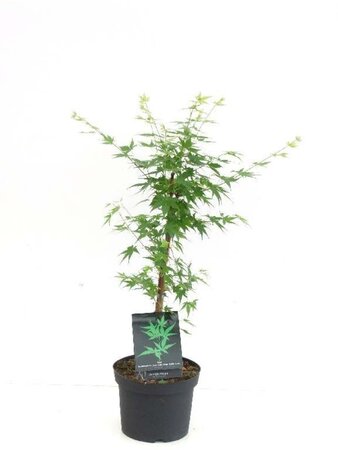 Acer pal. 'Sangokaku' 60-80 cm cont. 5,0L - afbeelding 1