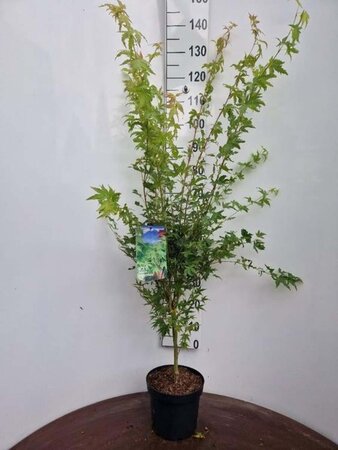 Acer pal. 'Sangokaku' 60-80 cm cont. 5,0L - afbeelding 3