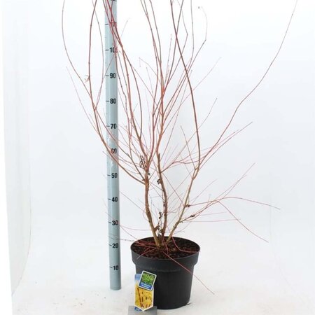 Acer pal. 'Sangokaku' 80-100 cm cont. 10L - afbeelding 3