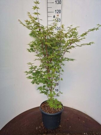 Acer pal. 'Sangokaku' 80-100 cm cont. 10L - afbeelding 1