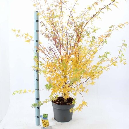 Acer pal. 'Sangokaku' 80-100 cm cont. 10L - afbeelding 4