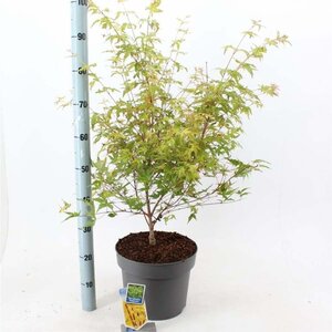 Acer pal. 'Sangokaku' 80-100 cm cont. 10L - afbeelding 5