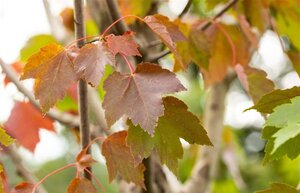 Acer rubrum 'October Glory' 10-12 Hoogstam wortelgoed - afbeelding 2